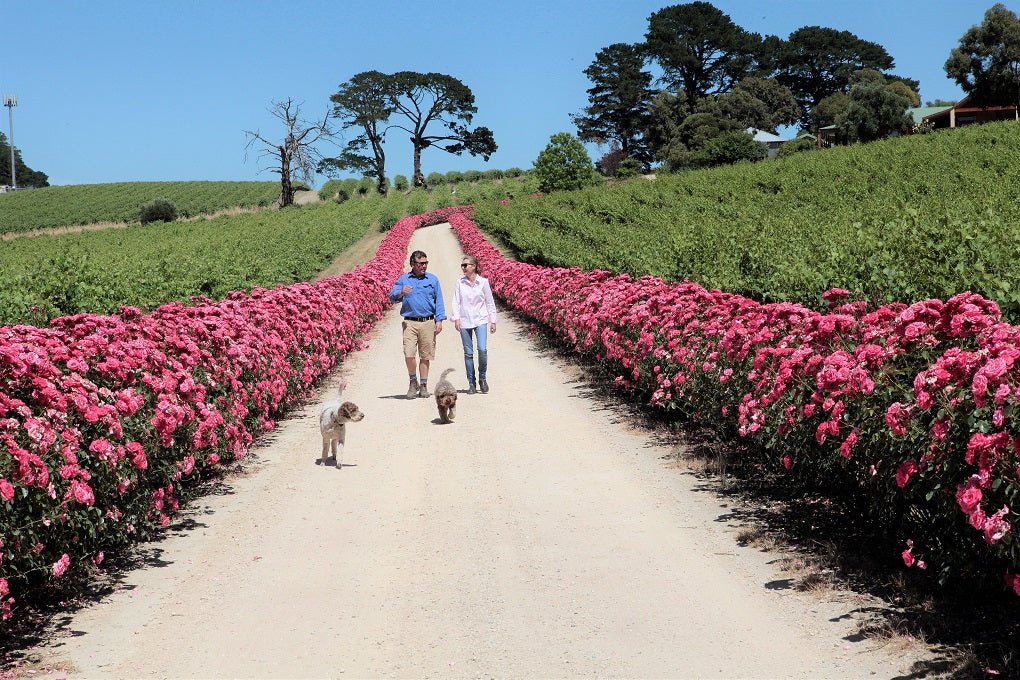 DogRidge Mclaren Vale - Unveiling SA