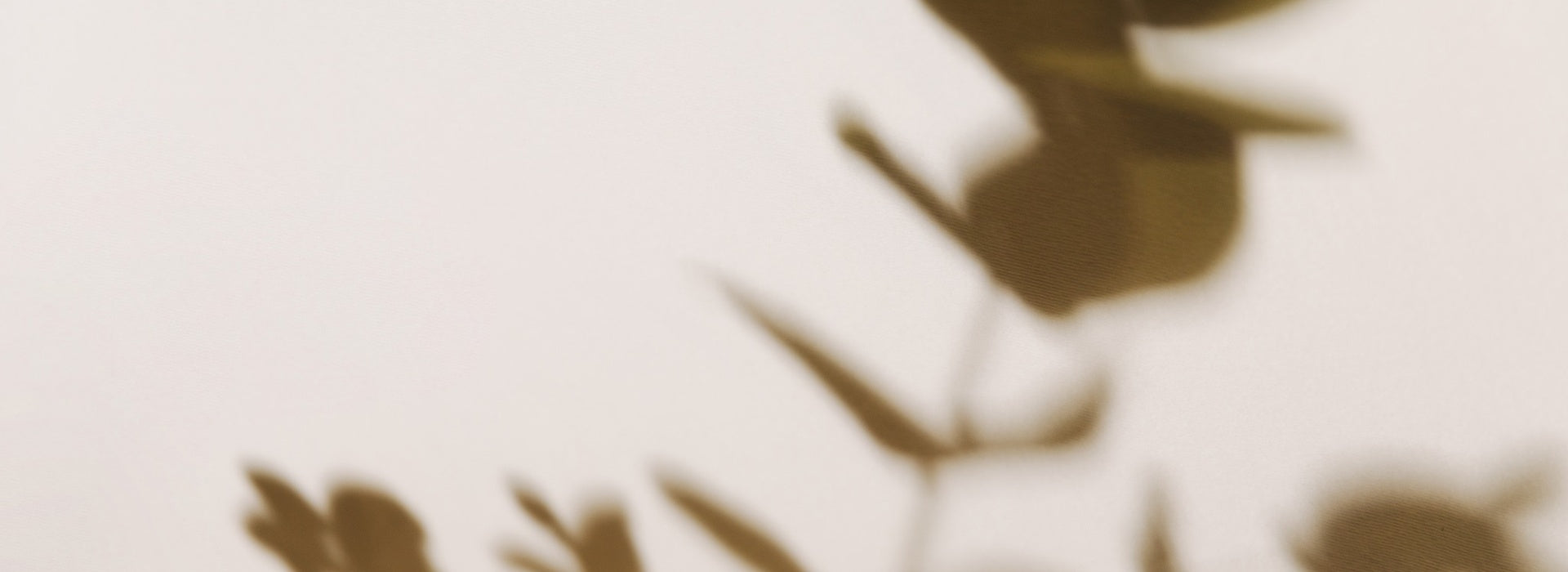 Abstract artistic photograph of soft-focus olive green leaves casting delicate shadows against a warm off-white background.